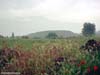 colosse-turkey-1