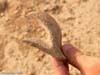 potsherd-tell-mazar-1