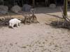 sheepfold-02