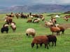 ararat-sheep-01
