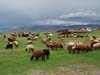 ararat-sheep-02