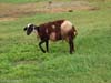 ararat-sheep-04