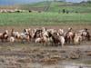 ararat-sheep-05