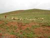 ararat-sheep-07