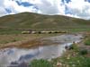 ararat-sheep-09