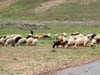 ararat-sheep-10