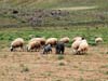 ararat-sheep-11