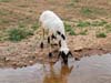 ararat-sheep-12