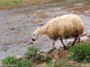 ararat-sheep-13
