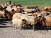 ararat-sheep-16