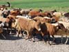ararat-sheep-18