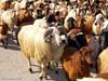 ararat-sheep-20