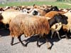 ararat-sheep-21