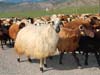 ararat-sheep-22