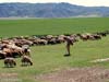 ararat-sheep-23