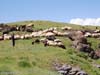 ararat-sheep-25