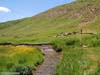 ararat-sheep-26