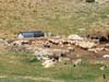 sheepfold-03