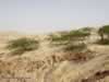 acacia-grove-in-jordan