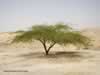 acacia-tree-in-jordan