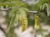 acacia-tree-leaves-01