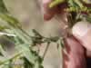 acacia-tree-thorns