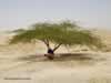 acacia-tree-with-lowell-sallee
