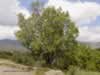 almond-tree-at-dan-israel-01