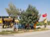 carob-tree-in-turkey-01