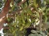 carob-tree-in-turkey-02