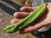 carob-tree-in-turkey-03