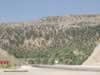 cedar-trees-in-turkey-01