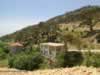 cedar-trees-in-turkey-04