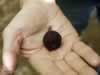 fig-at-dan-israel