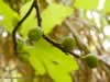fig-tree-at-dan-israel-01