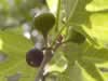 fig-tree-at-dan-israel-02