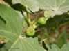 fig-tree-in-turkey-01