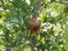 fig-tree-in-turkey-02