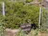 myrtle-tree-at-dan-israel-01