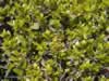 myrtle-tree-at-dan-israel-02