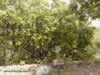 oak-tree-at-dan-israel