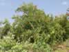 pomegranate-tree-in-turkey-01