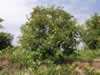 pomegranate-tree-in-turkey-02