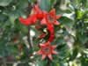 pomegranate-tree-in-turkey-03