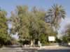 sycamore-tree-at-jericho