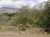 terebinth-tree-at-dan-israel-01