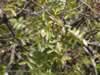 terebinth-tree-at-dan-israel-02