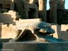 scarab-beetle