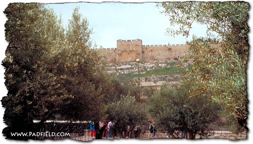 Garden of Gethsemane in Jerusalem