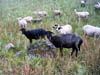 black-sheep